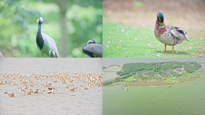 鄱阳湖国家湿地公园观鸟