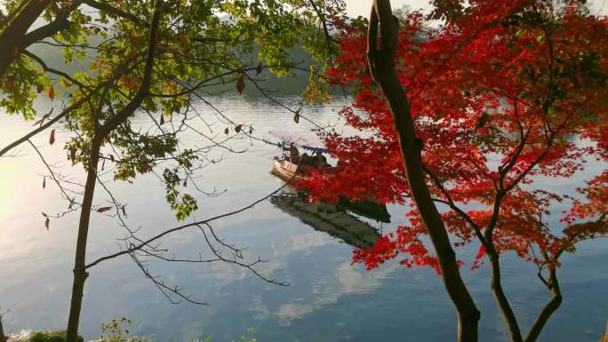 杭州西湖秋天的枫叶