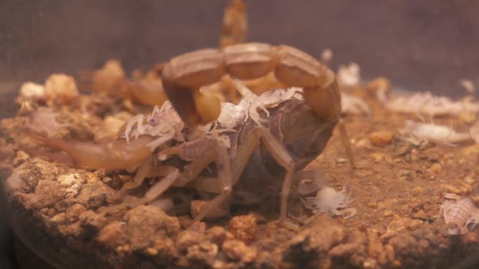 蝎子养殖 蝎子吃蝎子卵 蝎子爬背3