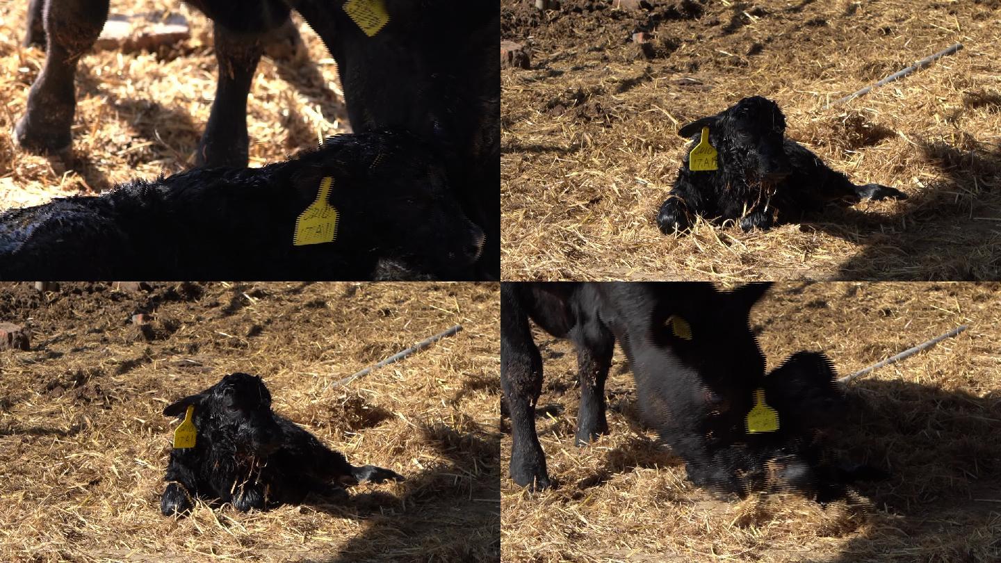 母牛生牛犊的过程11