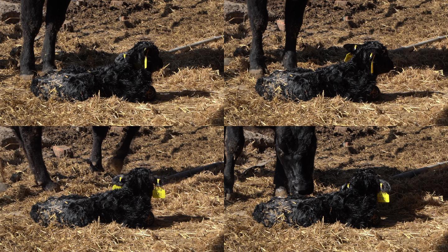 母牛生产牛犊的过程16