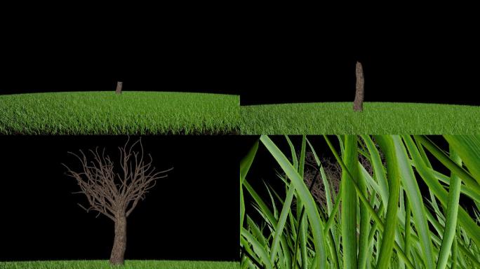 草坪上大树生长带通道透明3D三维视频