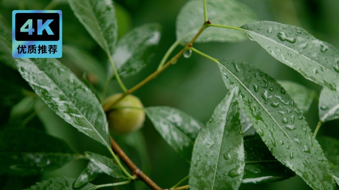 下雨天 雨后树叶 水珠 雨滴盛夏生根发芽