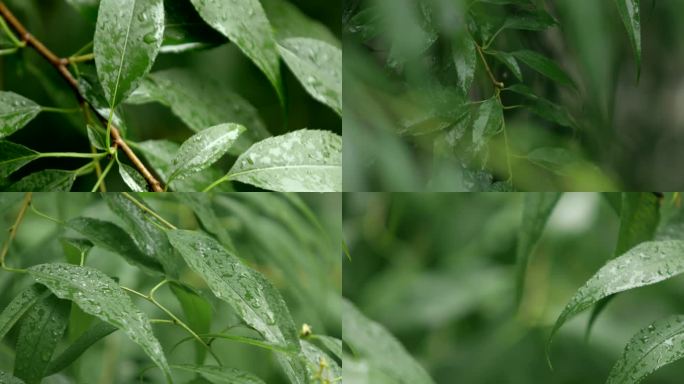 下雨天 雨后树叶 水珠 雨滴盛夏生根发芽