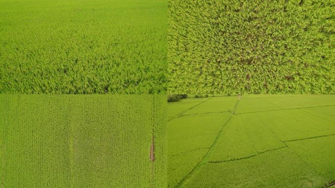 航拍美丽乡村 稻田 水稻 农业