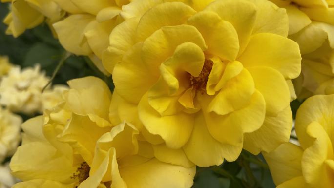 黄色 盛开的花朵 盛夏 月季花 漂亮的花