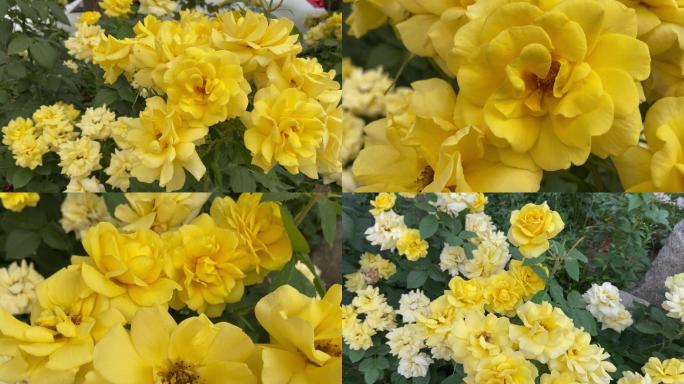 黄色 盛开的花朵 盛夏 月季花 漂亮的花