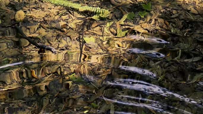 池底黄叶水波纹视频素材