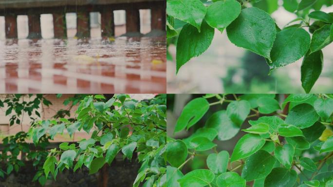 唯美夏天雨天雨景雨季