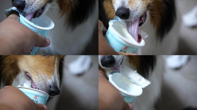 狗狗舔酸奶