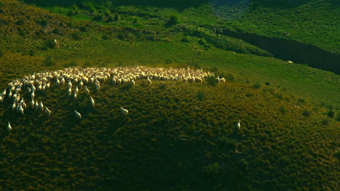 直升机航拍乌兰察布草原羊群