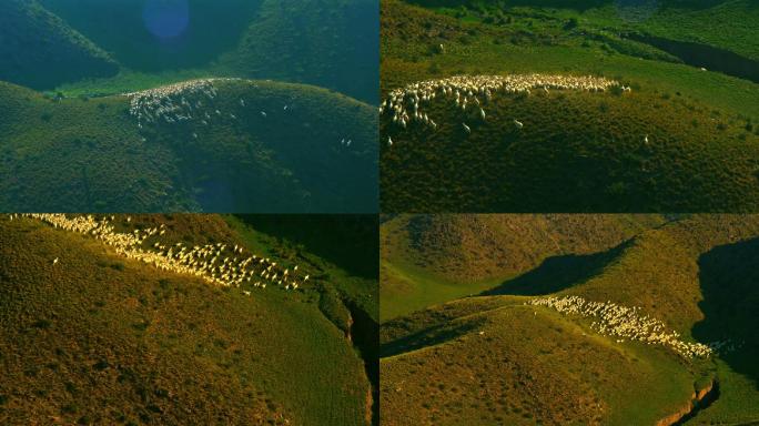 直升机航拍乌兰察布草原羊群