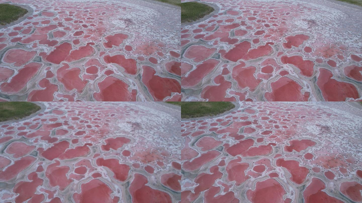 腾格里沙漠网红粉色湖骆驼湖