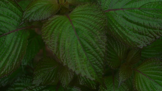 雨后绿植空境（原始素材）