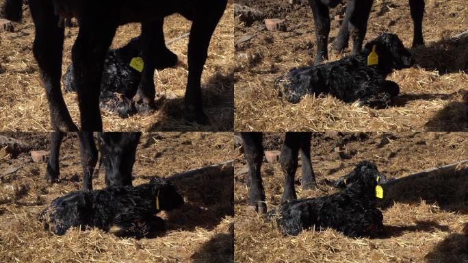 母牛生产牛犊的过程12