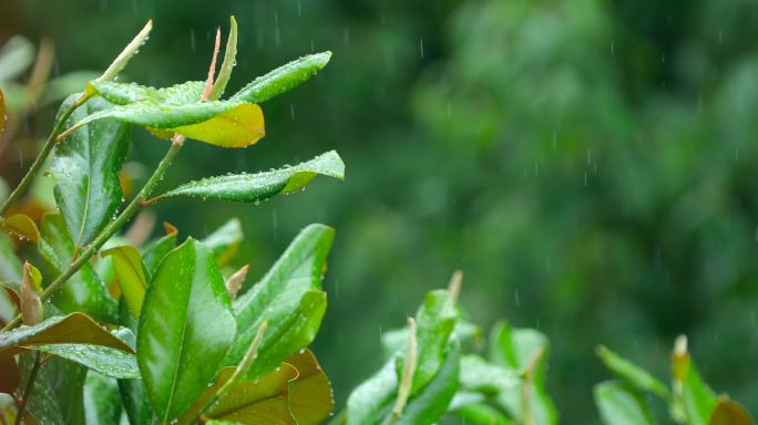 春雨润万物