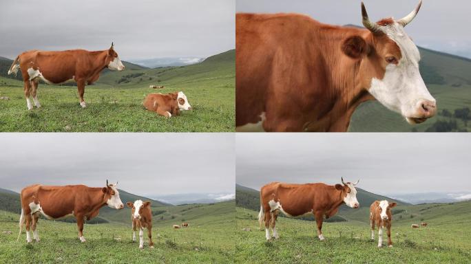 山上的牛