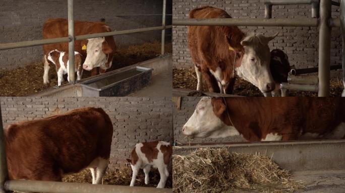荷斯坦牛 荷斯坦奶牛 奶牛 牛犊吃奶3