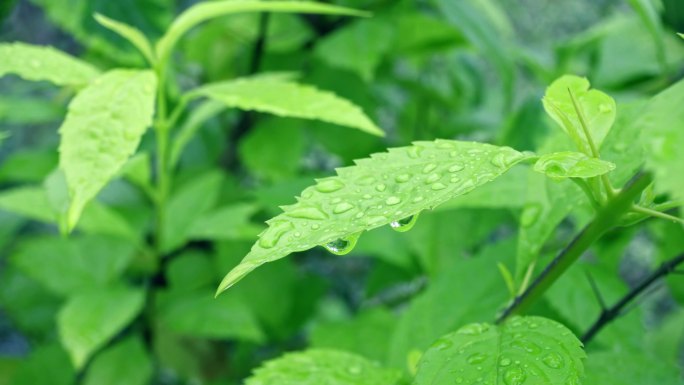 雨后叶子上水珠