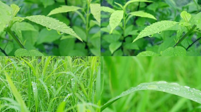 雨后叶子上水珠