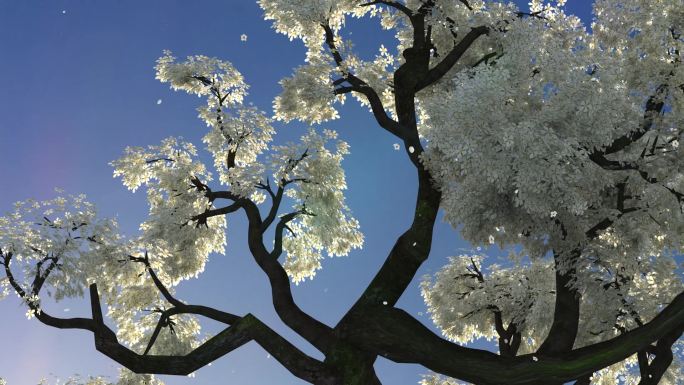 梨花颂梨花背景视频