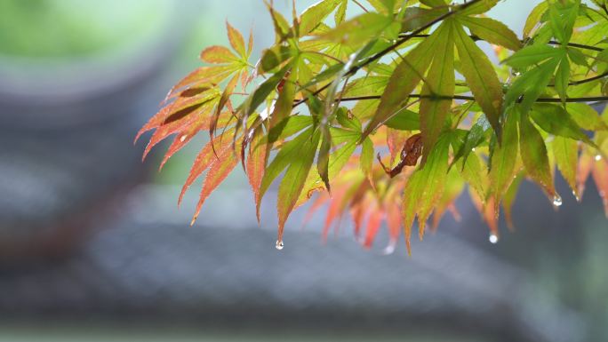 雨景 雨中的树叶