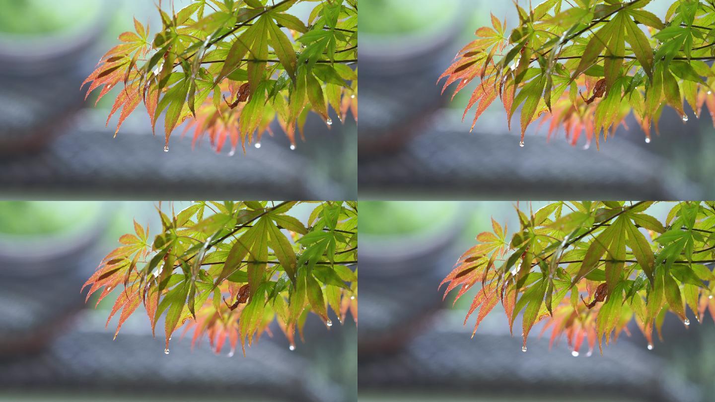 雨景 雨中的树叶