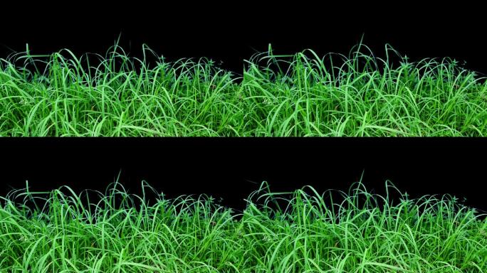 花草草丛野草路边野草透明背景素材做合成