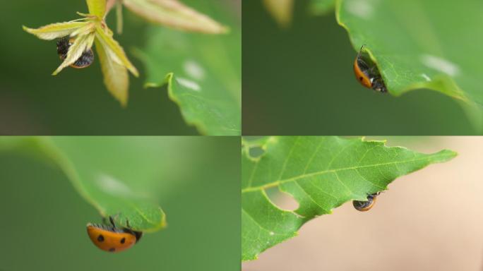 34 昆虫特写七星瓢虫A014