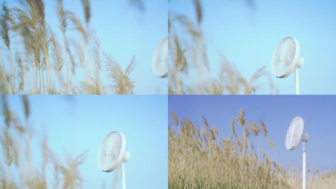 芦苇 河边 高清 风扇 夏天