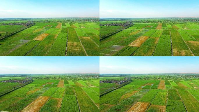 粮食-农业种植平原大地航拍农业大景