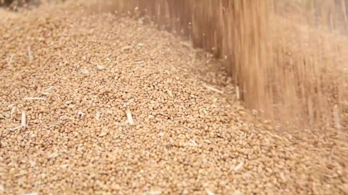 麦收收割机航拍卸粮河南山东麦收收麦子4k