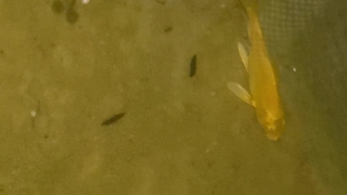 池塘荷叶萤火幼虫发亮的飞虫