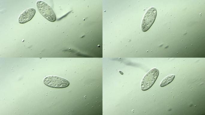 微生物原生生物光学显微镜实拍1