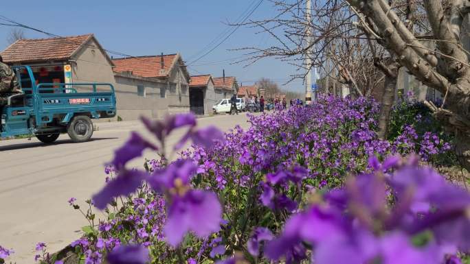 家庭农场 农场做核算 春天开花油菜花