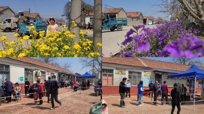 家庭农场 农场做核算 春天开花油菜花