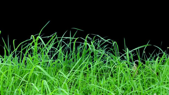 实拍青草素材随风飘的杂草抠像视频素材高清