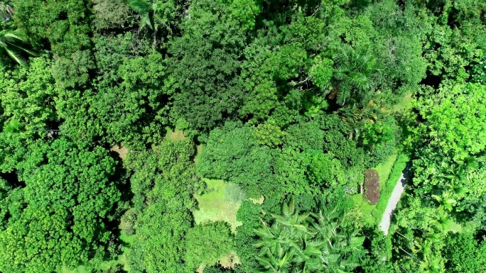 航拍 4k海南万宁兴隆热带植物园