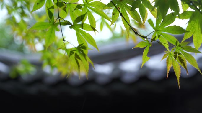 4k夏天雨季古建筑屋檐