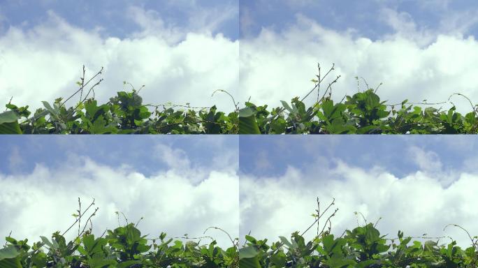 绿藤植物白云蓝天