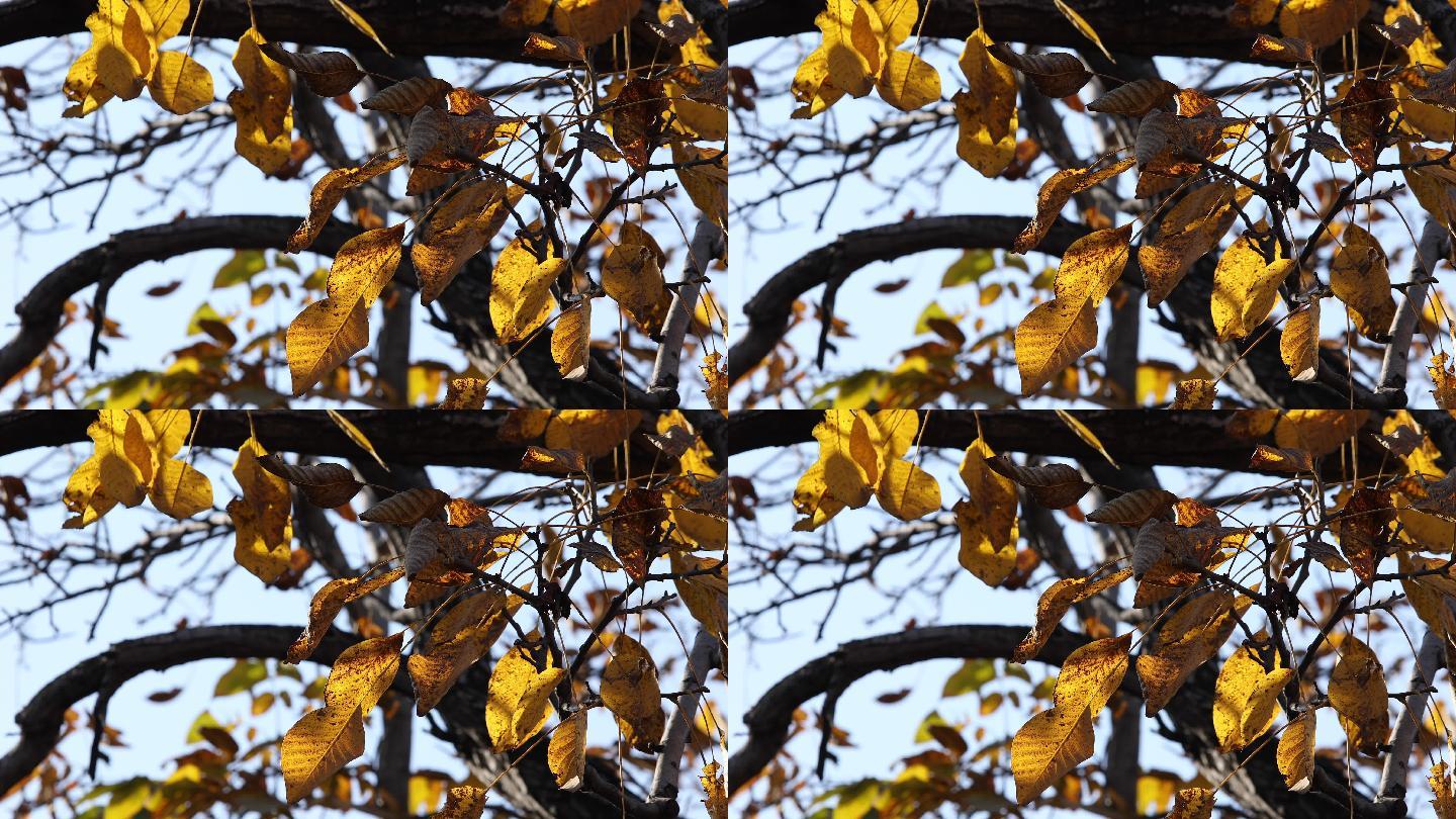 秋天的故宫博物院秋天树叶发黄