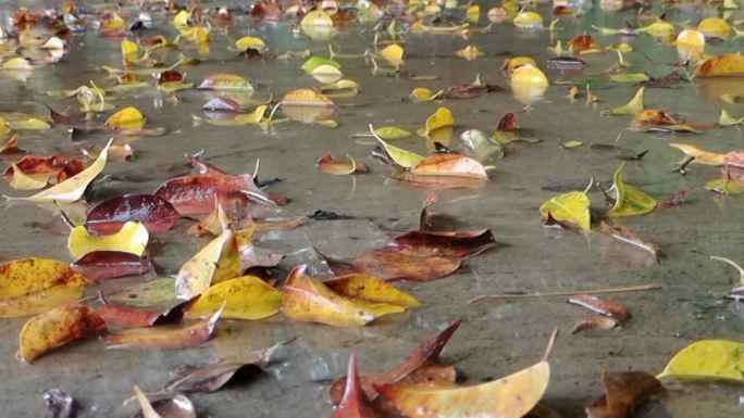 地下的雨水落叶黄叶雨滴水珠落叶地上水滴