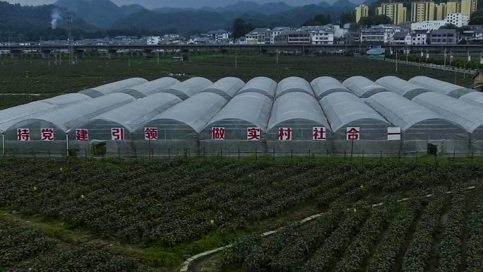 ZY014万亩茄子种植基地航拍
