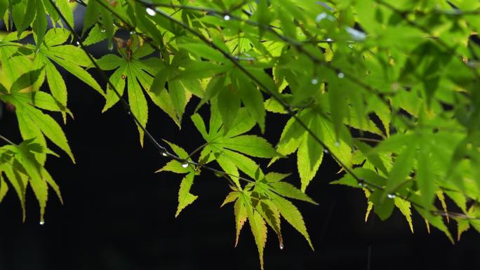 雨中的树叶 雨打树叶