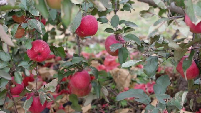 苹果园里的寒富苹果熟了 农业 采摘 东北