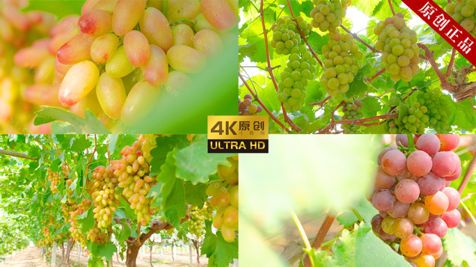 【原创拍摄可商用】 4K葡萄种植葡萄园