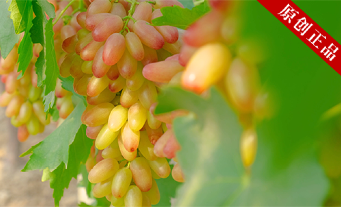 【原创拍摄可商用】 4K葡萄种植葡萄园