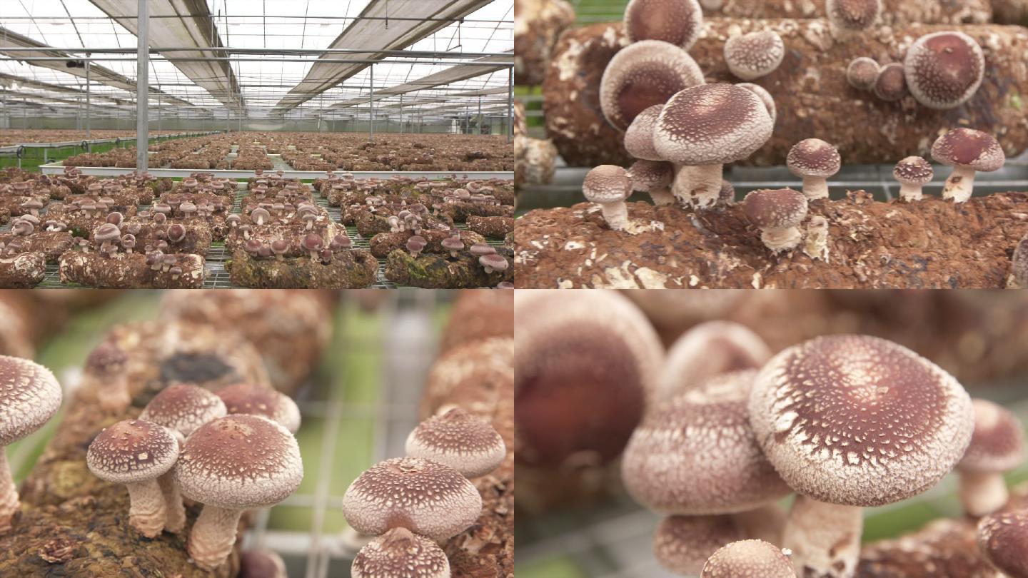 大棚蘑菇菌菇种植A014