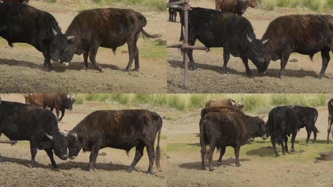 膘肥体壮的公牛打架