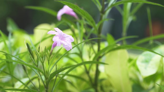 小花朵